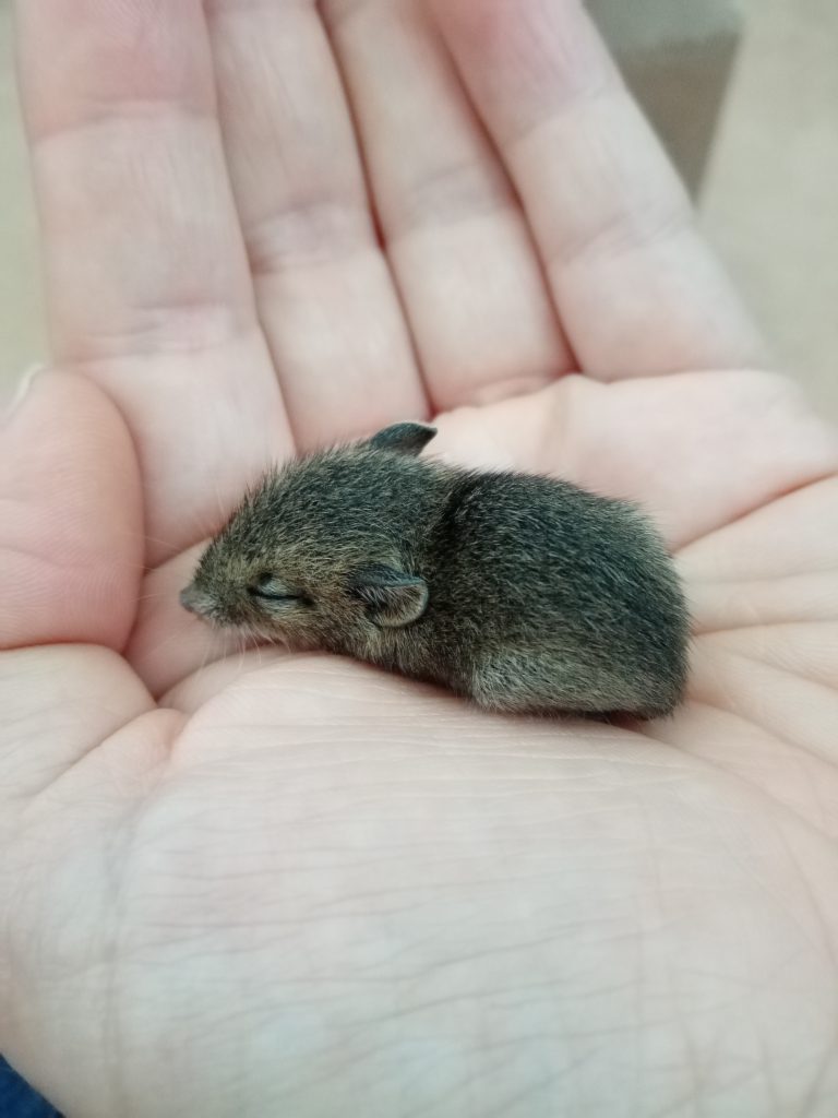 The story behind the design