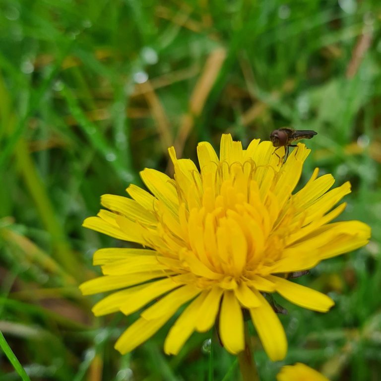 Dandy Dandelions & Brilliant Bees