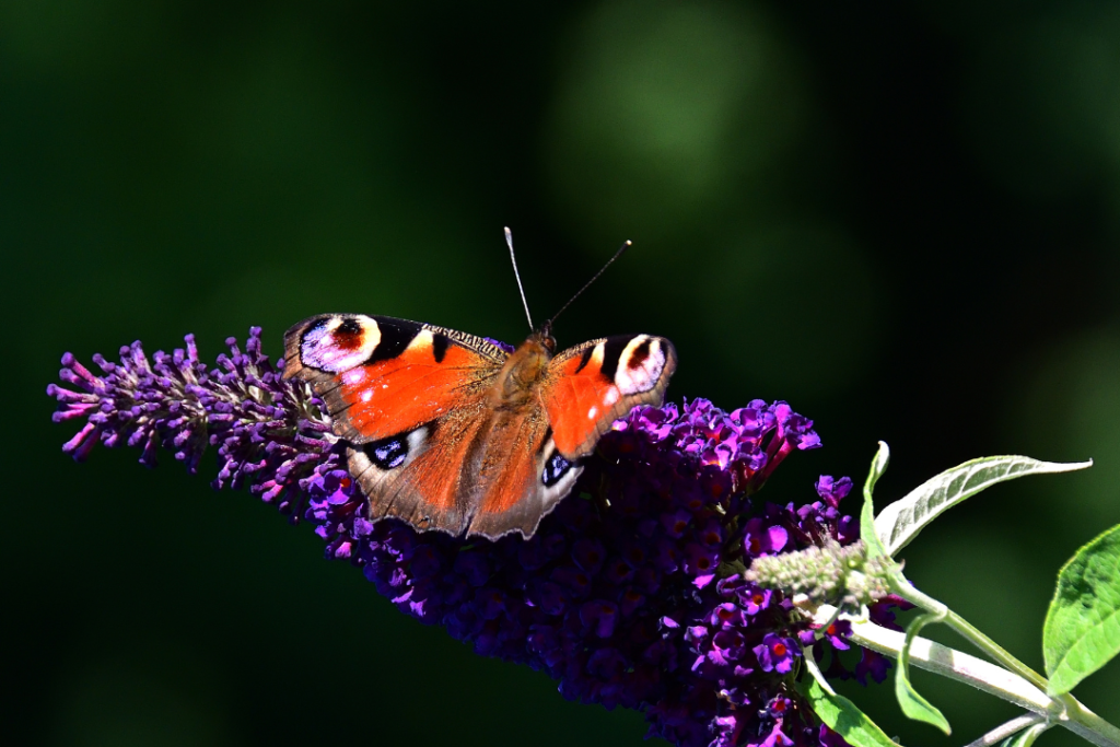 WILDLIFE GARDENING